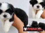 ((( SHIH TZU AMBOS SEXOS EN VENTA WHATSAPP 58746643 )))