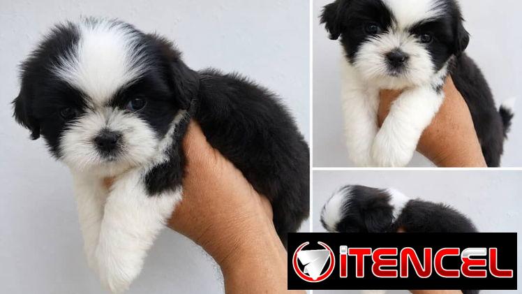 ((( SHIH TZU AMBOS SEXOS EN VENTA WHATSAPP 58746643 )))