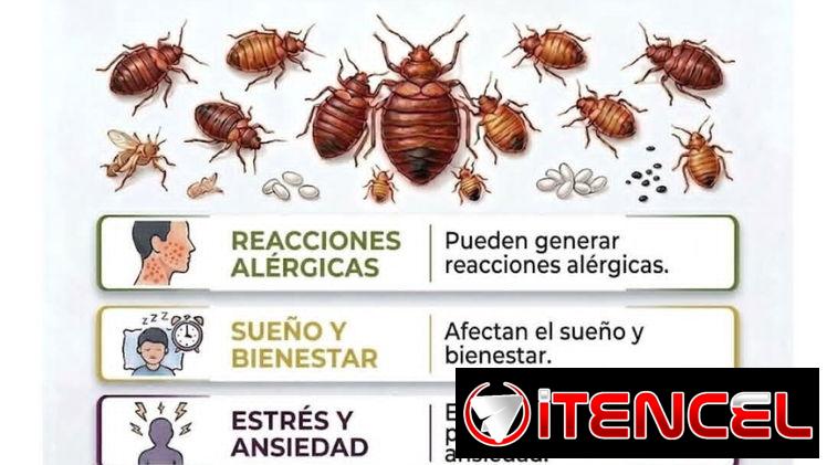 Servicio de Fumigación contra Chinches en La Habana