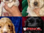 ((( COCKER SPANIEL AMBOS SEXOS WHATSAPP 58746644 )))