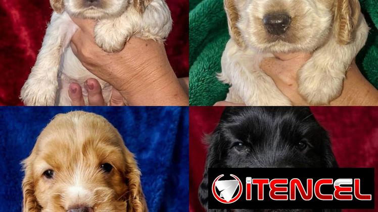 ((( COCKER SPANIEL AMBOS SEXOS WHATSAPP 58746644 )))