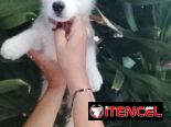 HUSKY SIBERIANO,ambos sexos,en 200 USD o equivalente,TENGO MENSAJERÍA,de 45 días y desparacitados,con historia clínica