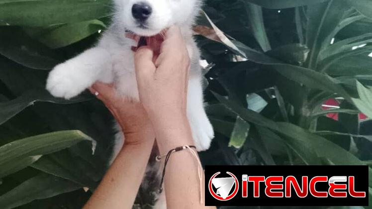 HUSKY SIBERIANO,ambos sexos,en 200 USD o equivalente,TENGO MENSAJERÍA,de 45 días y desparacitados,con historia clínica