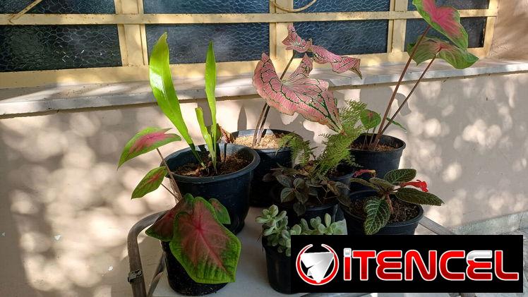 Vendo plantas naturales