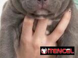 PITBULL AZUL,ambos sexos,en 180 USD o equivalente(ACEPTO TRANSFERENCIA)TENGO MENSAJERÍA,tienen 50 días y desparacitados
