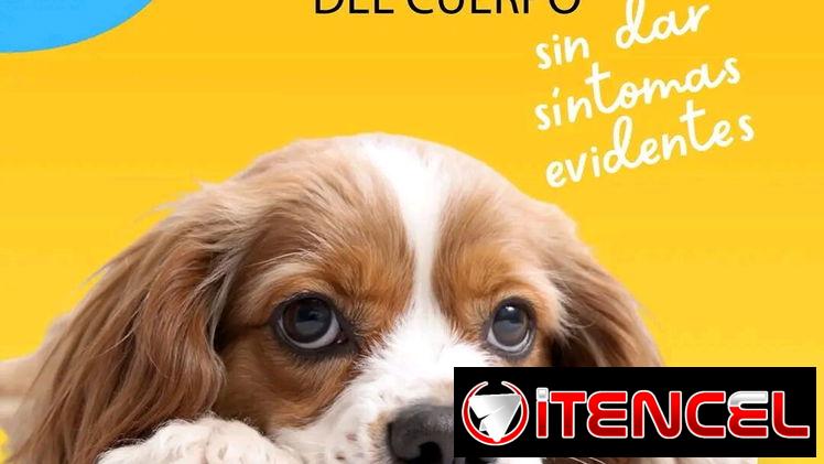 VermiPlex Puppy (antiparasitario interno en suspensión oral)