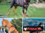 Pecheras de Perro con correa incluida