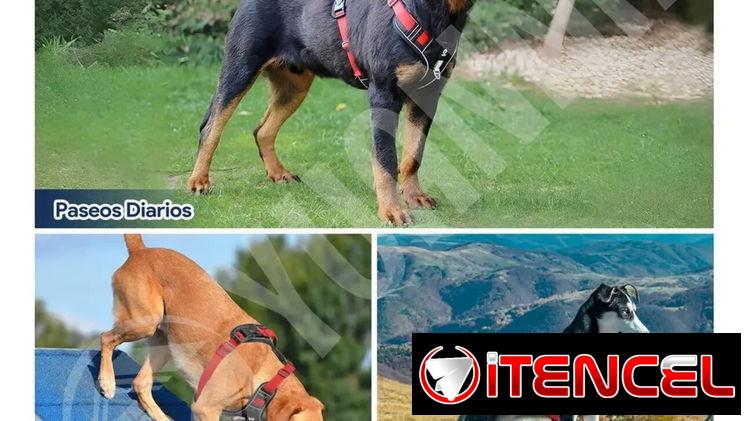 Pecheras de Perro con correa incluida