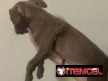Cachorros de pitbull