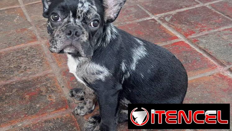 ((( BULLDOG FRANCÉS MACHO  EN VENTA YA VACUNADO BETTY MASCOTAS WHATSAPP 52506841 ))))