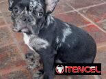 ((( BULLDOG FRANCÉS  MACHO YA VACUNADO EN VENTA BETTY MASCOTAS WHATSAPP 52506841 )))