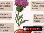 Cardo Mariano – Protector Hepático – hepatoprotector
