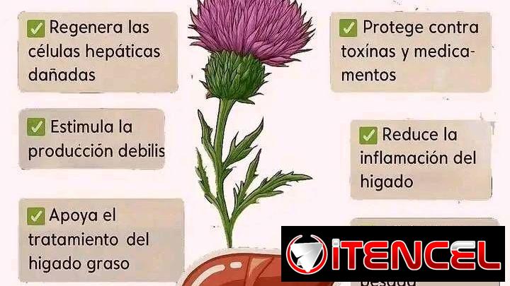 Cardo Mariano – Protector Hepático – hepatoprotector