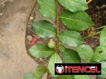 Plantas naturales