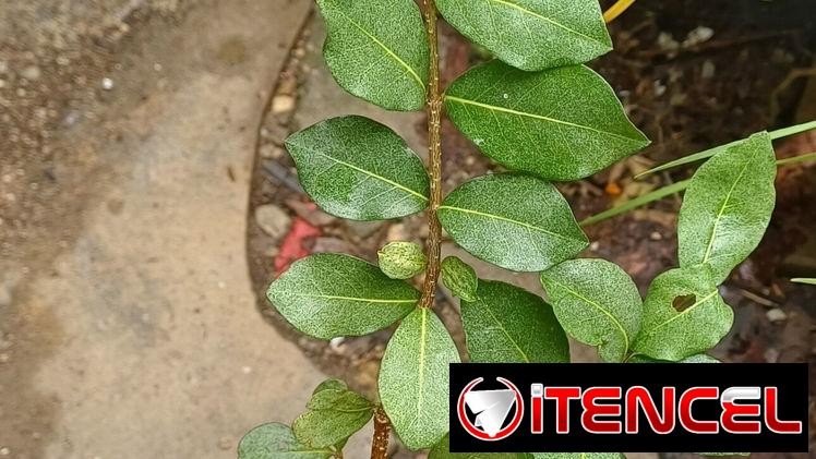 Plantas naturales