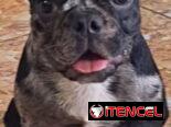 ((( BULLDOG FRANCÉS  MACHO YA VACUNADO EN VENTA BETTY MASCOTAS WHATSAPP 52506841 )))