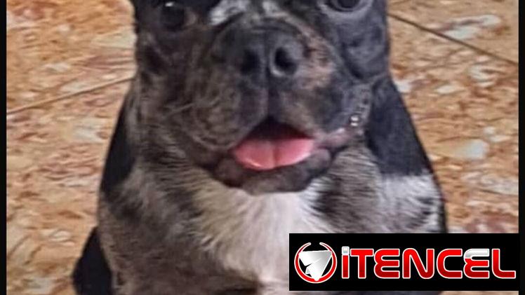 ((( BULLDOG FRANCÉS  MACHO YA VACUNADO EN VENTA BETTY MASCOTAS WHATSAPP 52506841 )))