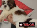 cachorritos Shih Tzu hembra y macho