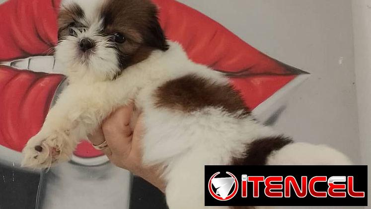 cachorritos Shih Tzu hembra y macho