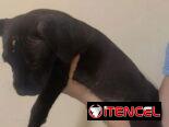 Cachorros de pitbull