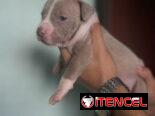 Pitbull