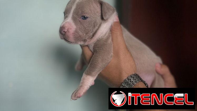 Pitbull