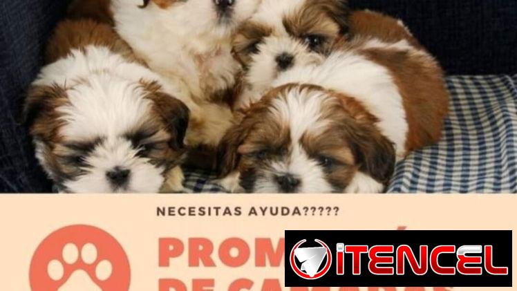💜 🐾 Encuentre un buen propietario para sus cachorros. 52506841 BETTY MASCOTAS 🐾 💜