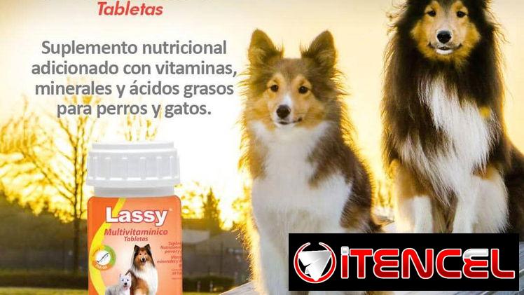 Vitaminas para perros