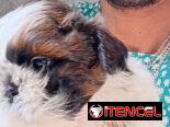 Cachorro macho de Shih Tzu en venta.