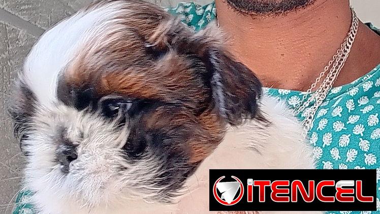 Cachorro macho de Shih Tzu en venta.