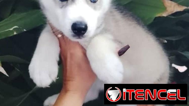 ((( HUSKY SIBERIANO HEMBRA WHAT’SAPP BETTY MASCOTAS 52506841 ))))