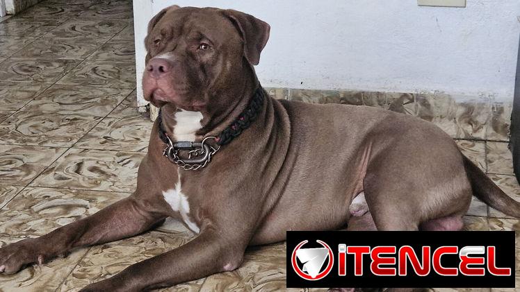 Busco novia tengo 1 año y medio. Vivo en lawton