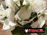 Flores y búcaro, IKEA