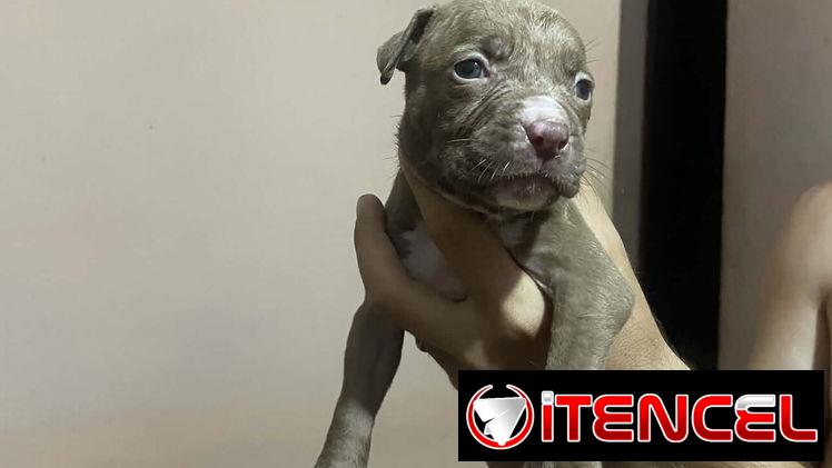 PITBULL