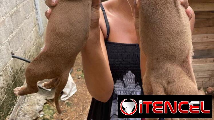 Venta de perros pitbull