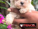 Venta de cachorros