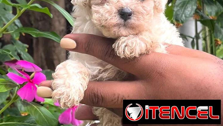 Venta de cachorros