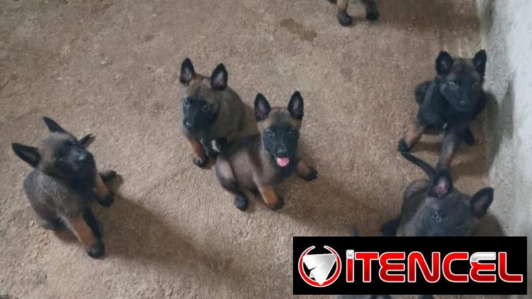PASTOR MALINOIS,ambos sexos,en 250 USD o equivalente(ACEPTO TRANSFERENCIA), tienen 55 días y están desparacitados