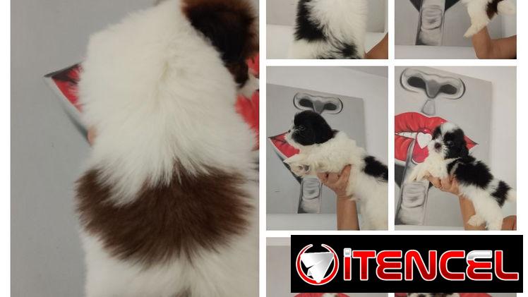 CACHORROS DE SHIH-TZU HEMBRAS Y MACHOS DISPONIBLES