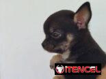 Si buscas una Exelente compañía pitbull, Chihuahua, shitzu, bulldog francés, Salchicha llame al 53818081