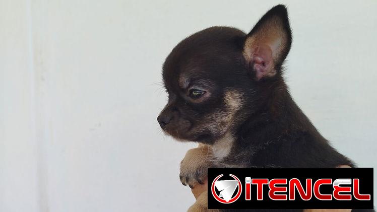 Si buscas una Exelente compañía pitbull, Chihuahua, shitzu, bulldog francés, Salchicha llame al 53818081