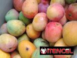 🚨🚨5 x $100 Deliciosos mangos 😋
