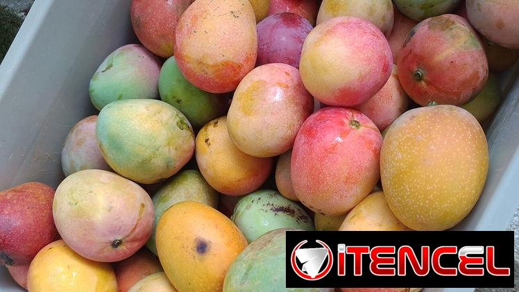🚨🚨5 x $100 Deliciosos mangos 😋