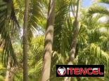 Servicios de jardineria y venta de plantas ornamentales