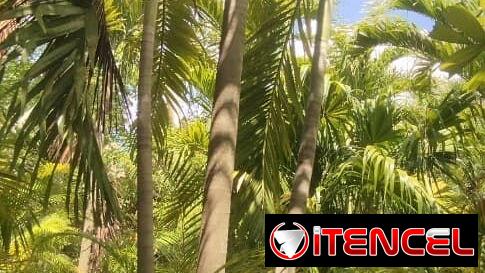 Servicios de jardineria y venta de plantas ornamentales