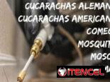 Fumigación para chincha