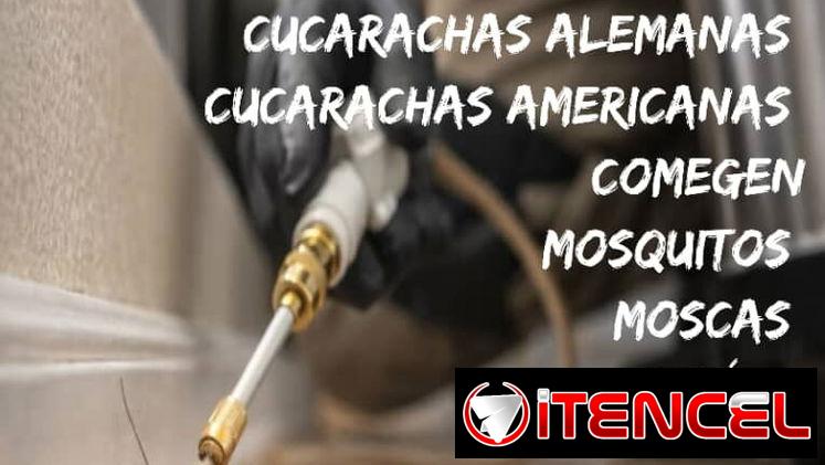 Fumigación parte chinches
