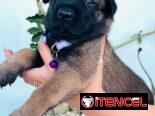 Cachorros Pastor Belga Malinois