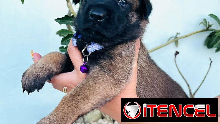 Cachorros Pastor Belga Malinois