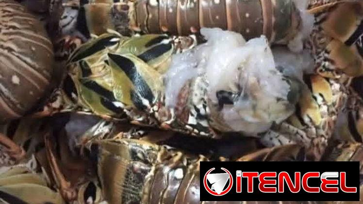 Venta de pescado y mariscos
